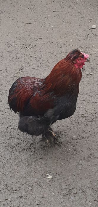 Vând 3 cocoși foarte frumoși