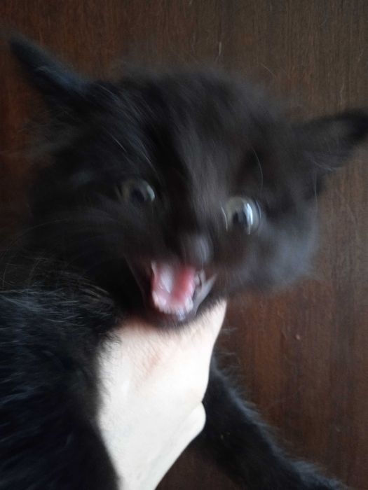 Чёрный пушистый котёнок турецкой ангоры, девочка 2 месяца.