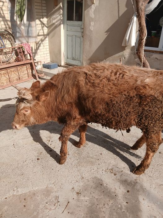 Buqacha sotiladi yeyishi yaxshi kamchiligi yoq 100%