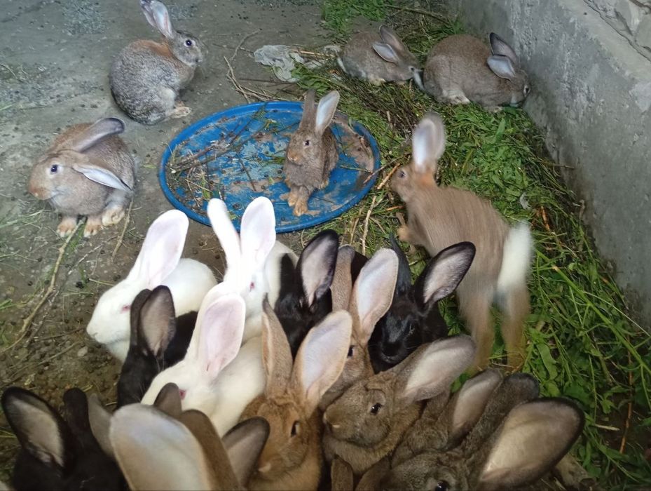 Срочно сотилади куён пародаси гигант