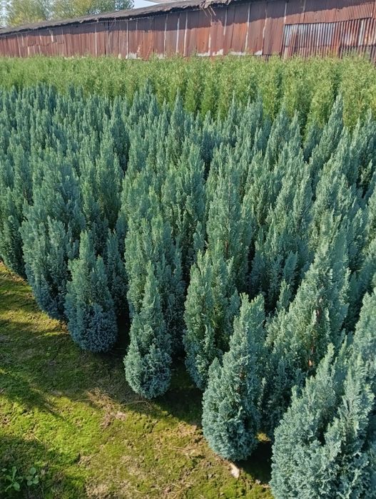 Chamanciparis lawsoniana elwodi