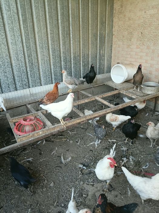 продам домашних курей