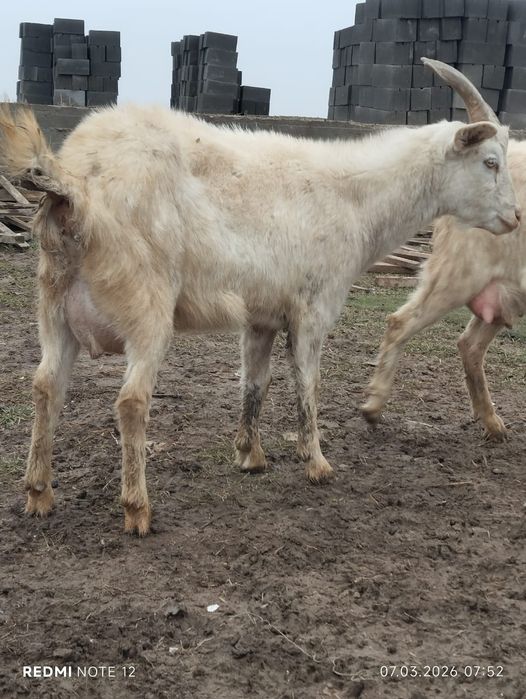 Козы зааининские  первородки