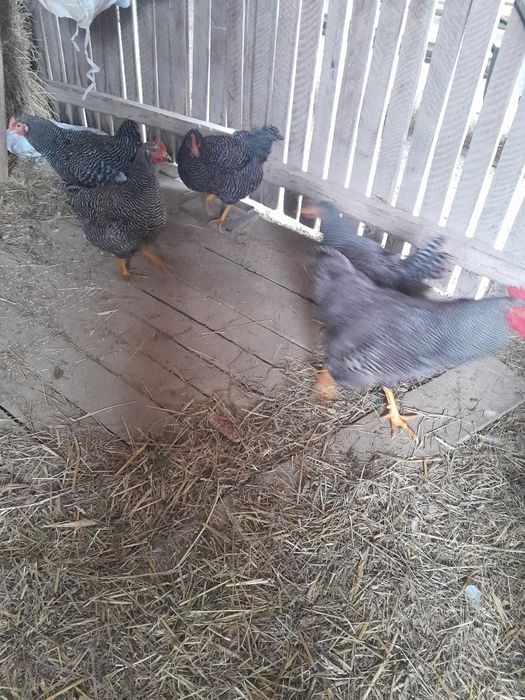 Familie de găini playmont rokh barat și rațe cu  moț