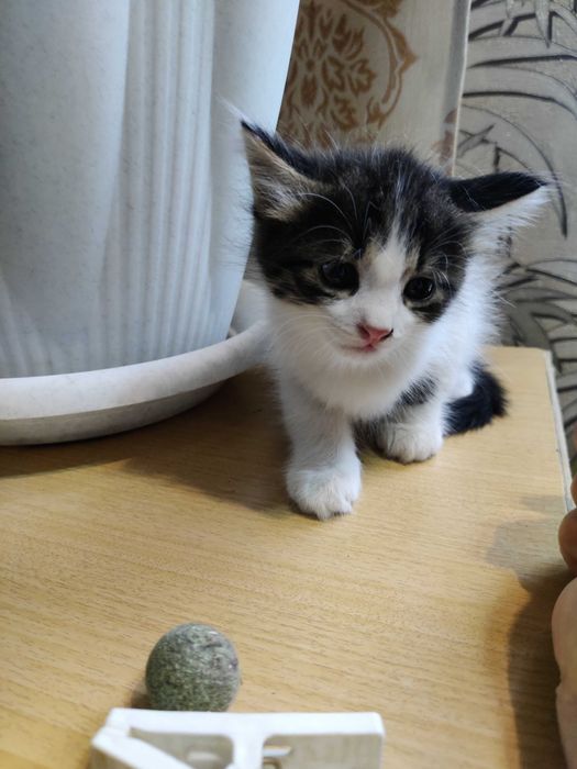 умненькие котята