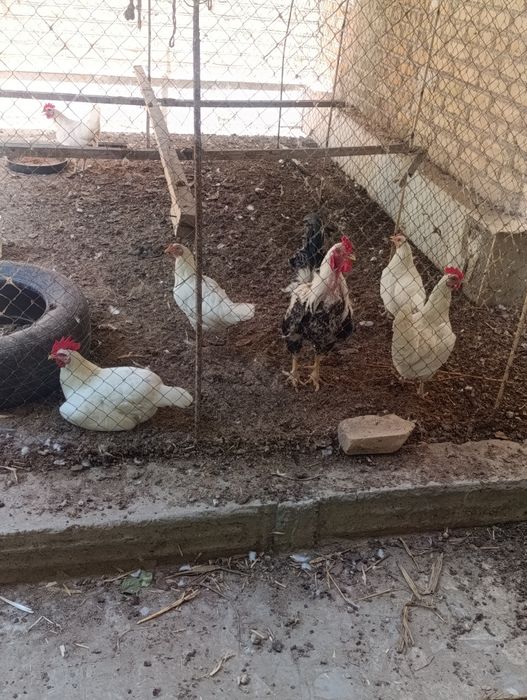 Tovuqlar sotiladi