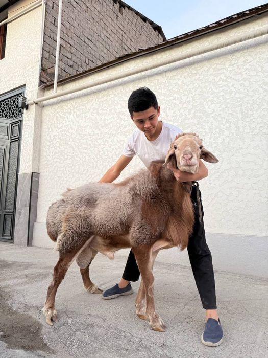 Qoylar sotiladi aqiqaga