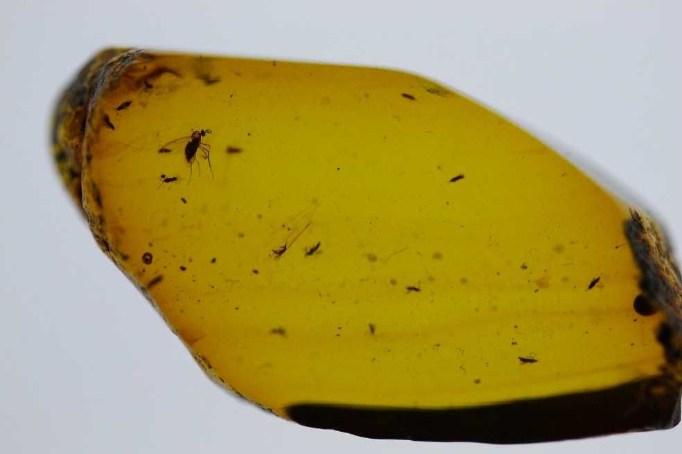 Chihlimbăr cu insecte 99 milioane de ani