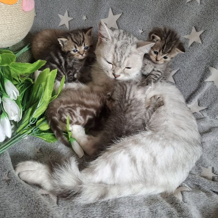 Британские котята