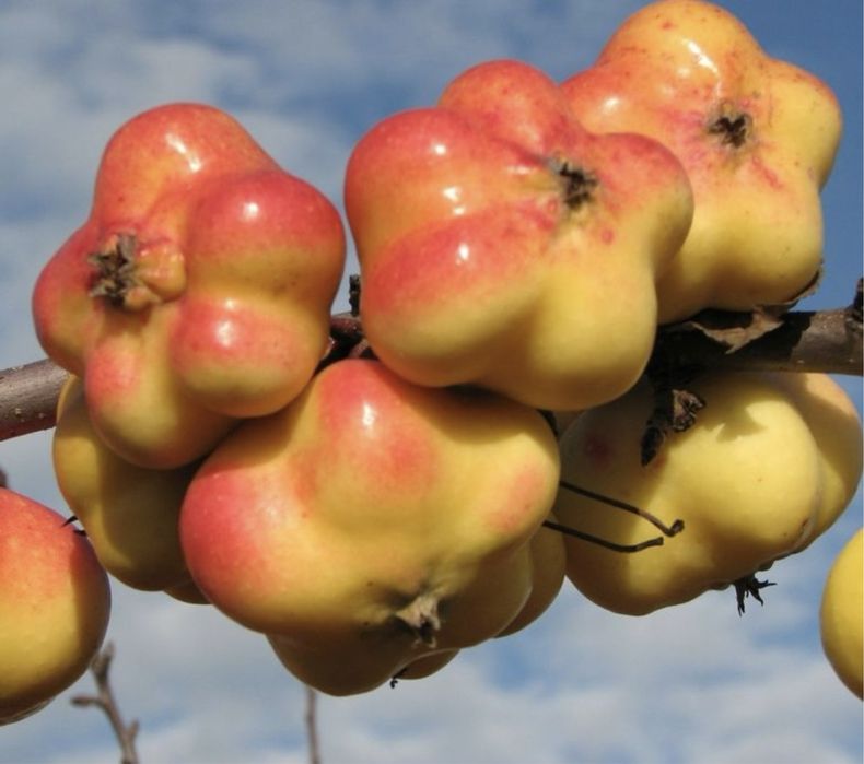 Pomi fructiferi columnari deosebiti