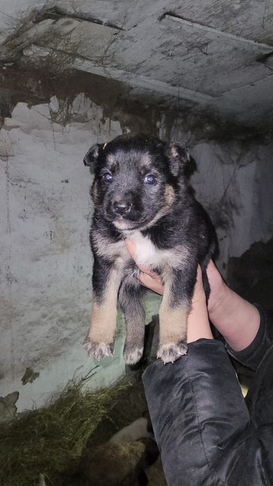 Классные щенки ищут дом и доброго хозяина