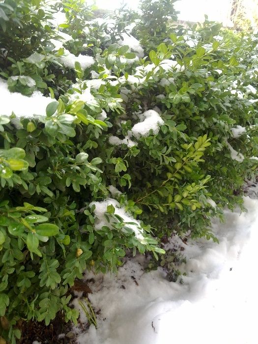 Чемшири за красиви градини и дворове