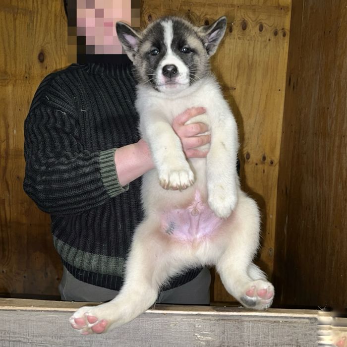 Щенки Американские акиты