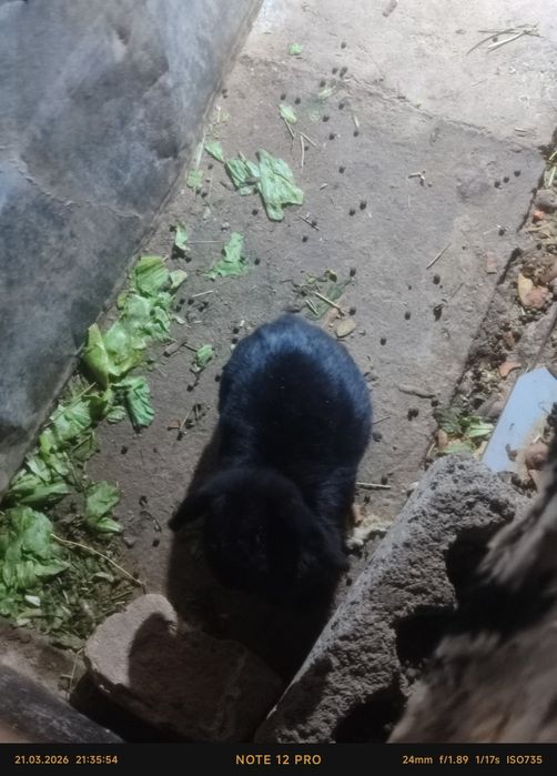 Quyon bitta onas va yetta bolas bor