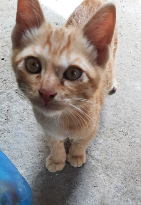 Отдаются котята даром