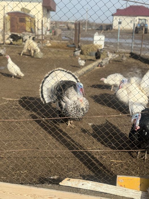 Индюк кораздары сатылады