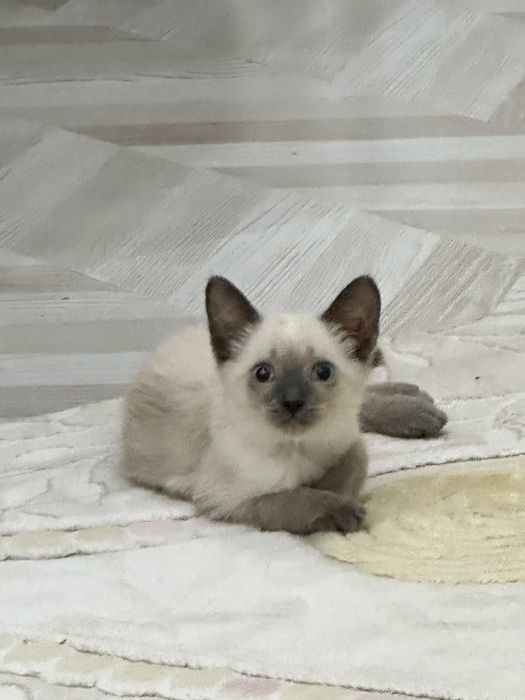Сиамский котёнок