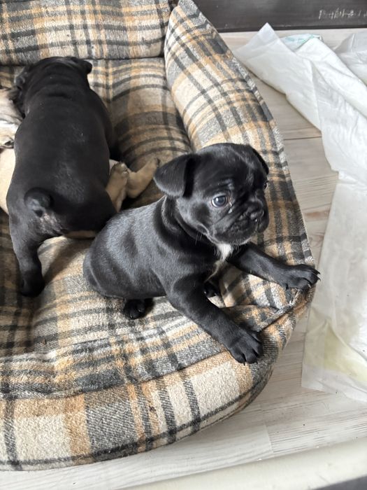 французский бульдог