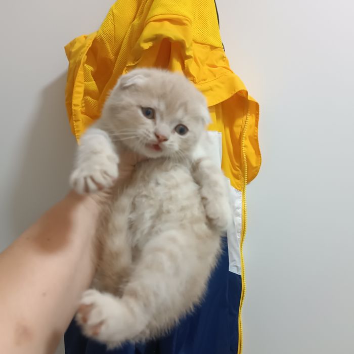 Продается котёнок скоттиш фолд мальчик