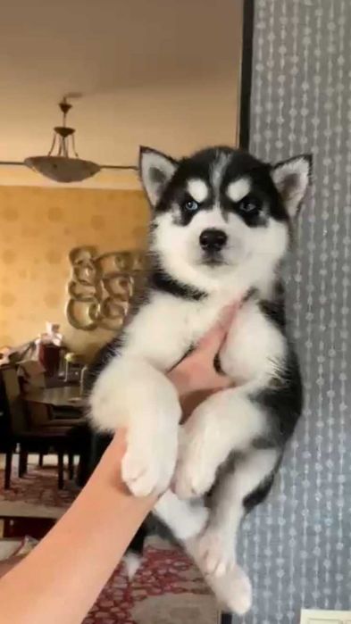 девочка хаски 2 мес