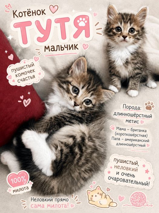 Котята в добрые руки