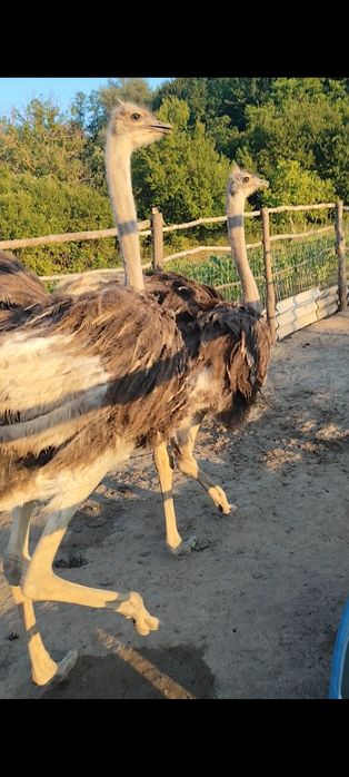 Pui de struț pentru reproducere