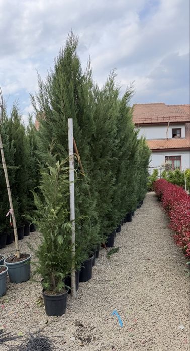 Cupressocyparis leylandii, pentru gard viu, rata prindere 100%