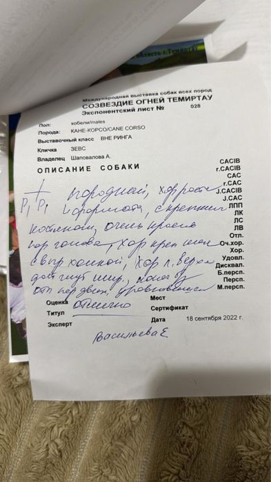 Продаются щенки cane corsо