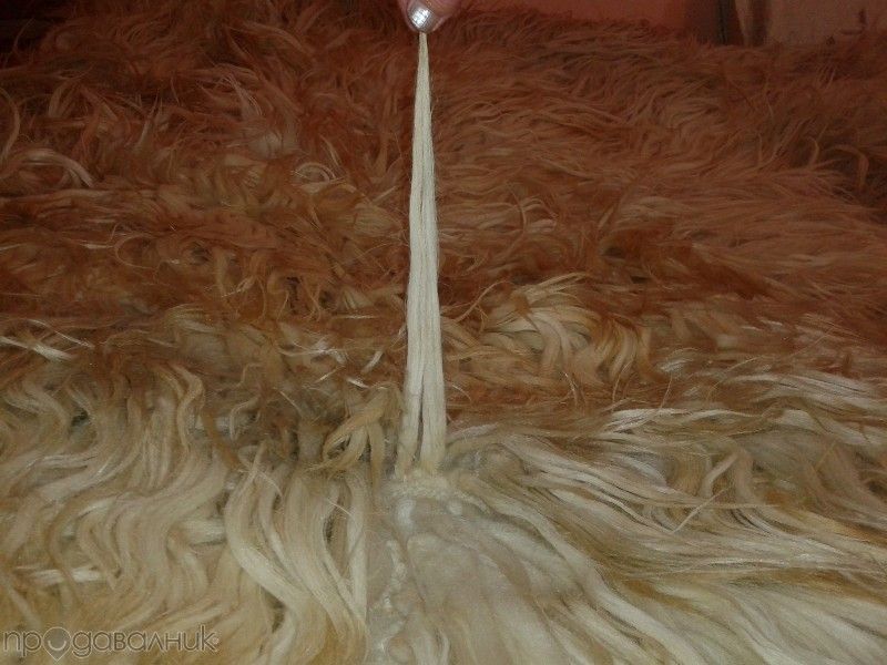 Родопско халище ..