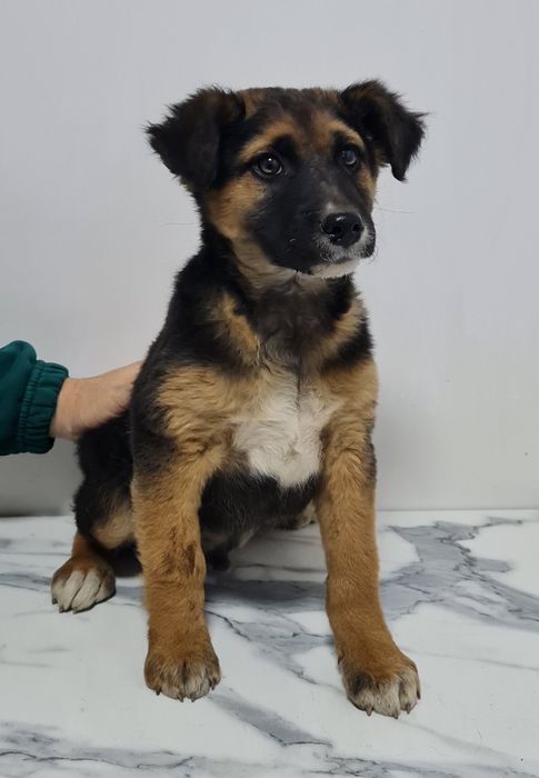 Вакцинированные щенки (мальчик и девочка)