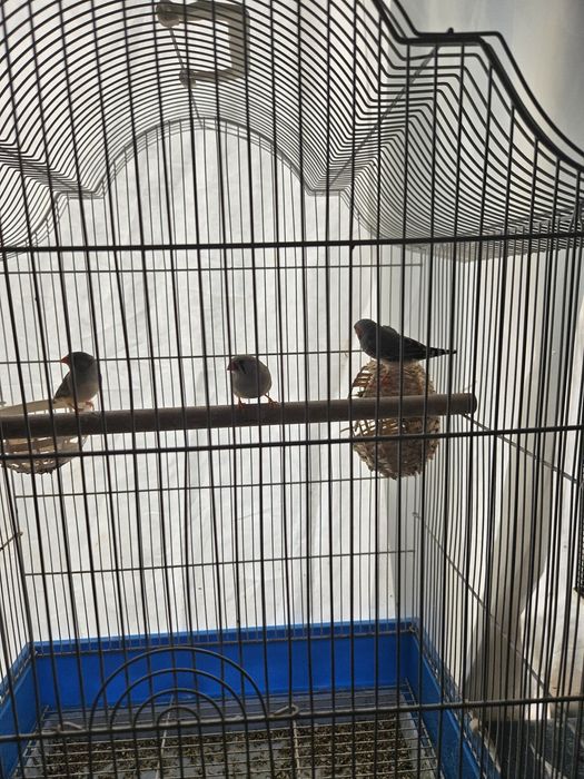 Zebre austriana, pui de anul asta!