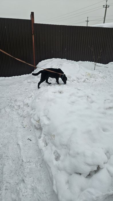 Отдам щенка метис лабрадора