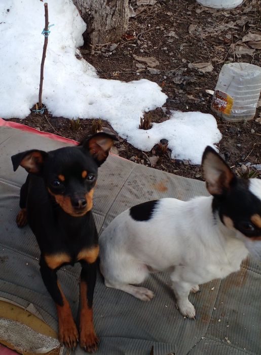 Продам той  терьера