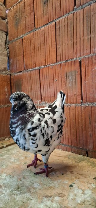 Porumbei king de vanzare