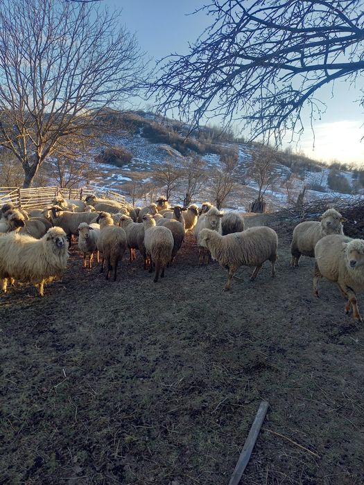 Oi de vinzare  gestante