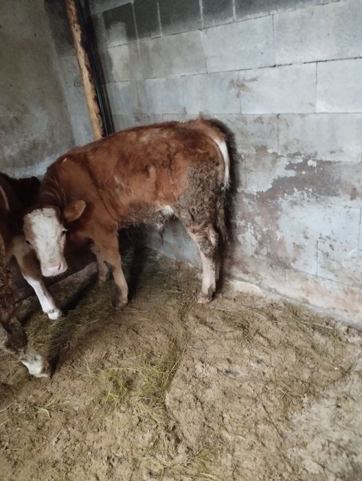 De vânzare un Taurus și o vițeauă