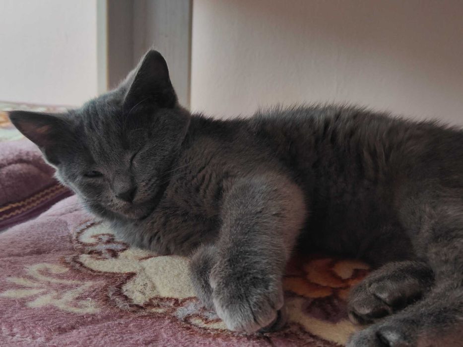 Отдаем котенка в добрые руки