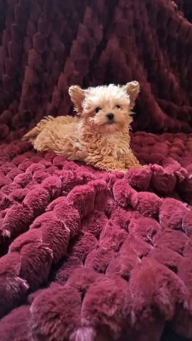 Maltipoo mini toy