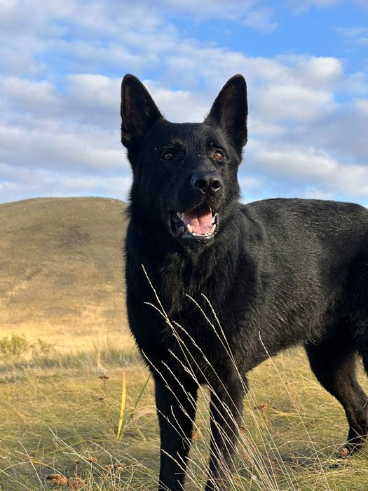 Черные бриллианты немецкой овчарки