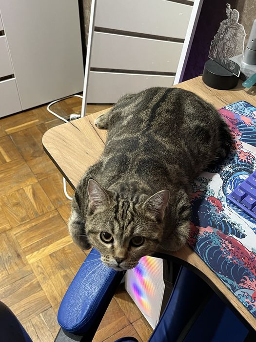 Отдам кота в добрые руки