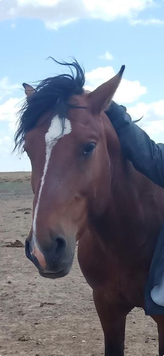 Айғыр сатылады!!!