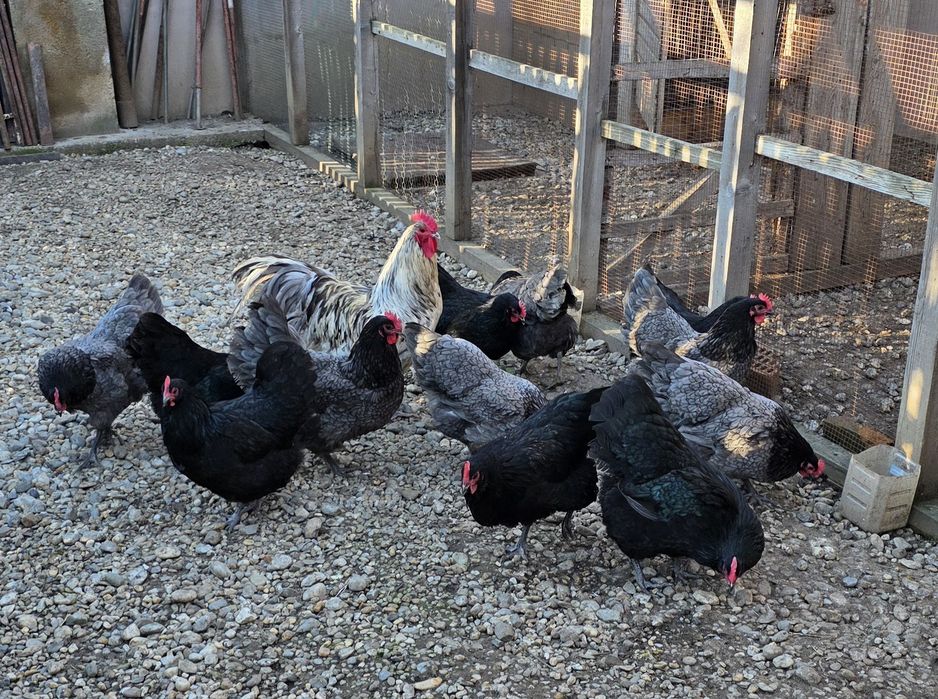 Oua gaini australorp