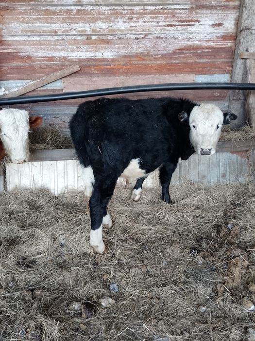 Продам 8 бычков 420 тыс