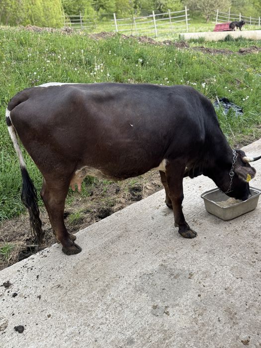 Vaca de vanzare cu vitel