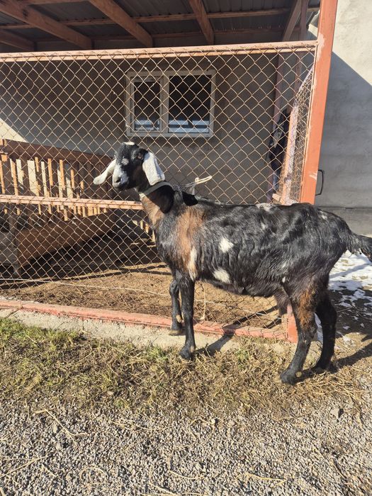 Козы англонубийские