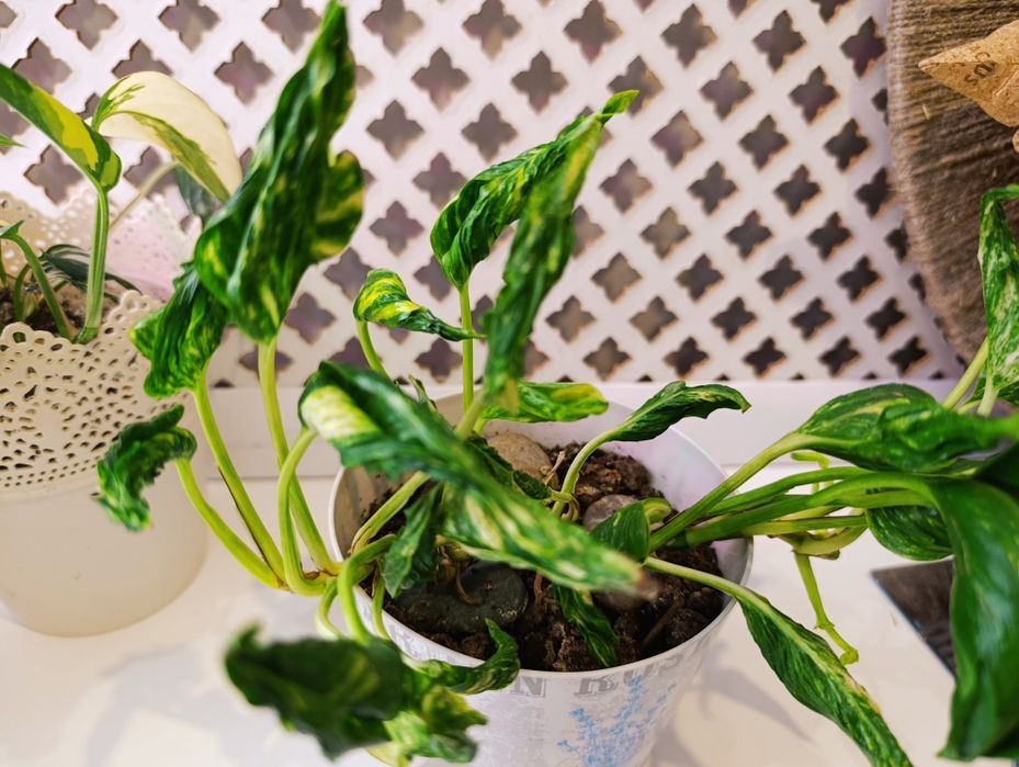 Цветы вариегатные