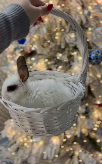 Кролик декоративную