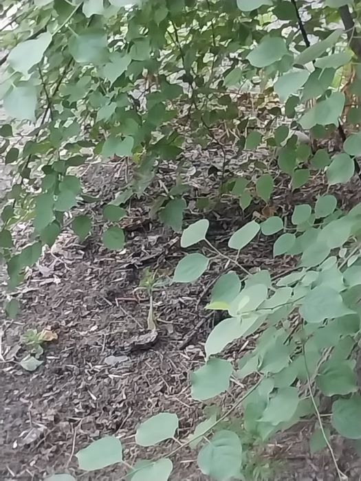 Йик Ота бектемир тумани 1.7 сотих ер сотилади шахарга отган