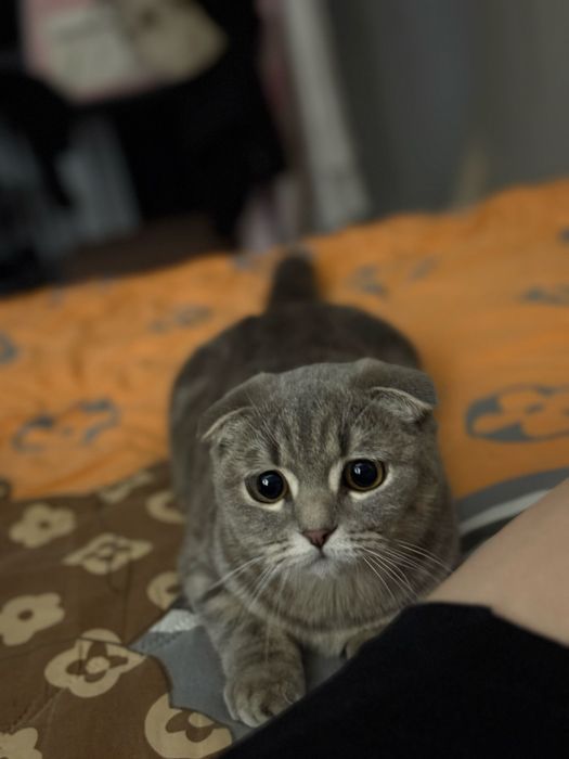Отдам кота девочка 1,5год