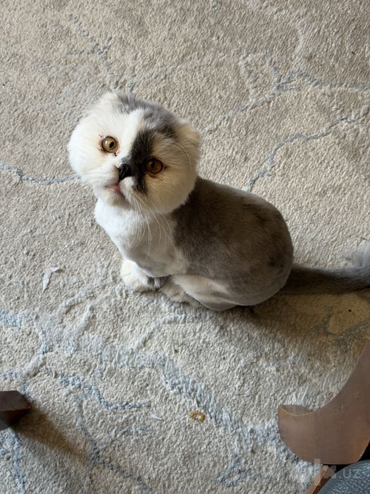 Персидская кошка